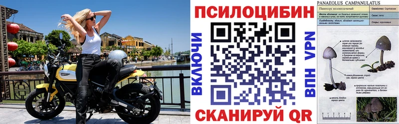 Псилоцибиновые грибы прущие грибы  Полесск 